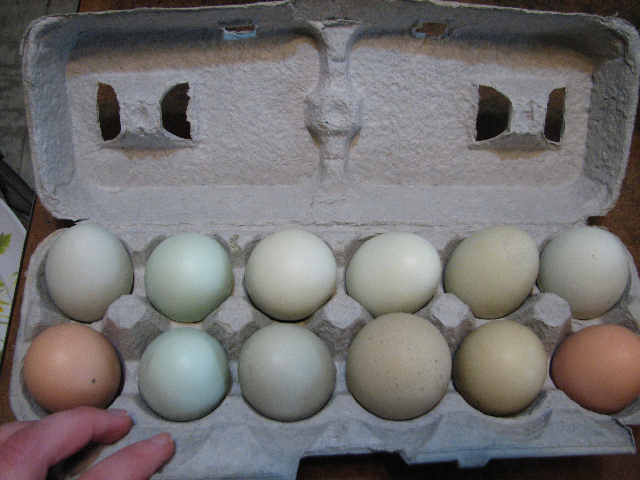 A dozen eggs.