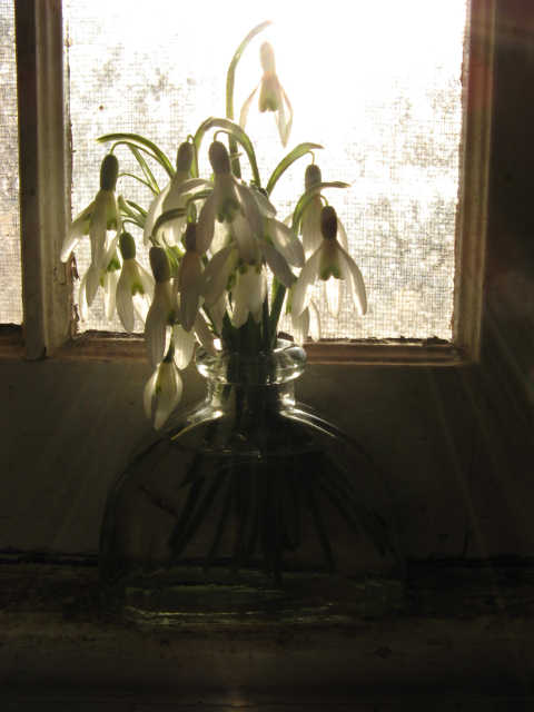 back-lit snowdrops