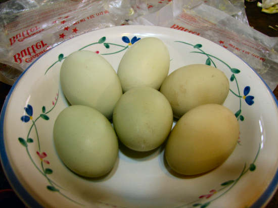 eggs