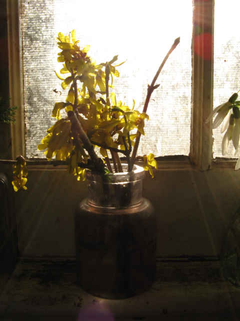 forsythia in the sun
