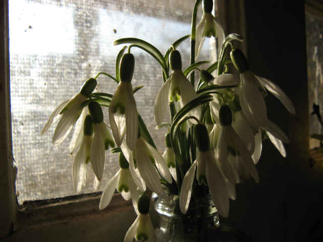watchful snowdrops