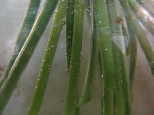 stems in the water